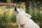 White Swiss Shepherd licking pipette with CBD oil