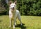 White Swiss Shepherd outdoor in the field