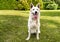 White Swiss Shepherd outdoor in the field