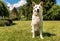 White Swiss Shepherd outdoor in the field