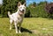 White Swiss Shepherd outdoor in the field