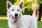 White Swiss Shepherd outdoor portrait