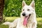 White Swiss Shepherd outdoor portrait