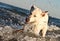 White swiss shepherd playing in the sea