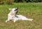 White Swiss Shepherd plays with stick.