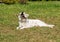 White Swiss Shepherd plays with stick.