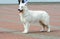 White Swiss Shepherd in profile.