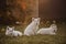 White swiss shepherd puppy family playtime in the garden