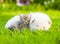 White Swiss Shepherd`s puppy hugging kitten on green grass