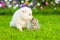 White Swiss Shepherd`s puppy kissing kitten on green grass