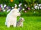 White Swiss Shepherd`s puppy and kitten sitting in profile on green grass