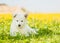 White Swiss Shepherd`s puppy lying on dandelion field