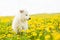 White Swiss Shepherd`s puppy lying on dandelion field