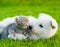 White Swiss Shepherd`s puppy playing with tiny kitten on green grass