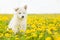 White Swiss Shepherd`s puppy sitting on dandelion field