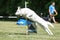 white Swiss shepherd sheepdog running dog agility course