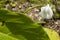 White sword bean flower