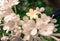 White Syringa Linn in spring