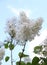 White Syringa Vulgaris blossoming in summer