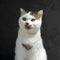 White Tabby cat licking lips waiting for food. Scottish fold kitten looking something on black background.Hungry white cat with