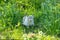 A white tabby cat lies in a green thick grass in the sunny day.