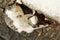 White tabby cat lying on the floor sunbathing in the morning