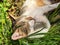 White and tabby cat resting amongst garden plants washing front paws