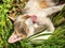 White and tabby cat resting amongst garden plants washing front paws