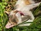 White and tabby cat resting amongst garden plants washing front paws