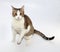 White and tabby cat standing on hind legs on gray