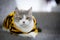 White tabby cat wearing yellow fashion shirt. Scottish fold Cats wear coats for warmth.Fashion shirt for cat with copy space