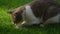 White tabby domestic cat attacks in slow motion on a green grass lawn