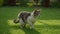 White tabby domestic cat gaze on the green grass lawn in the garden