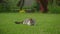 White tabby domestic cat hunting in the garden on the green grass lawn