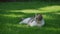 White tabby domestic cat laying on a green grass lawn in the garden