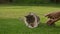 White tabby domestic short hair cat hunter playing with a toy mouse in the garden in slow motion