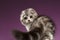 White Tabby Scottish Fold Kitten Playing with Tail on Purple