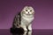 White Tabby Scottish Fold Kitten Sits on Purple