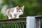 White and tabby stray kitten outdoors