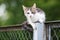 White and tabby stray kitten outdoors