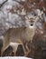 White-tail buck