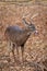 White tail buck licking its lips