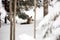 White tail deer bedded down in snow with snow on her