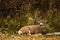 White Tail Deer Buck in Autumn