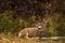 White Tail Deer Buck in Autumn