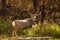 White Tail Deer Buck in Autumn