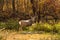 White Tail Deer Buck in Autumn