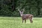 White Tail Deer Buck With Copy Space