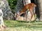 White tail deer doe with brown and white fur bent down eating and grazing in the green grass with trees in the background,