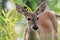 White Tail Deer Doe in green grass